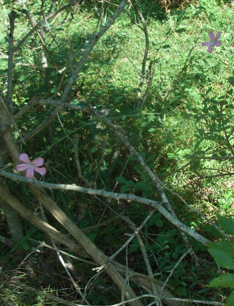 Linum viscosum